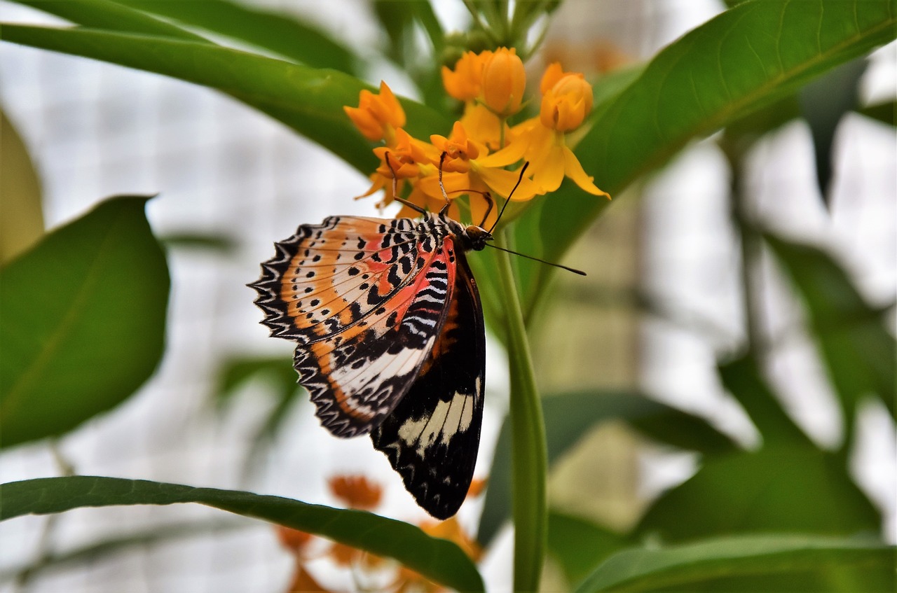 painted lady butterfly tropical butterfly free photo