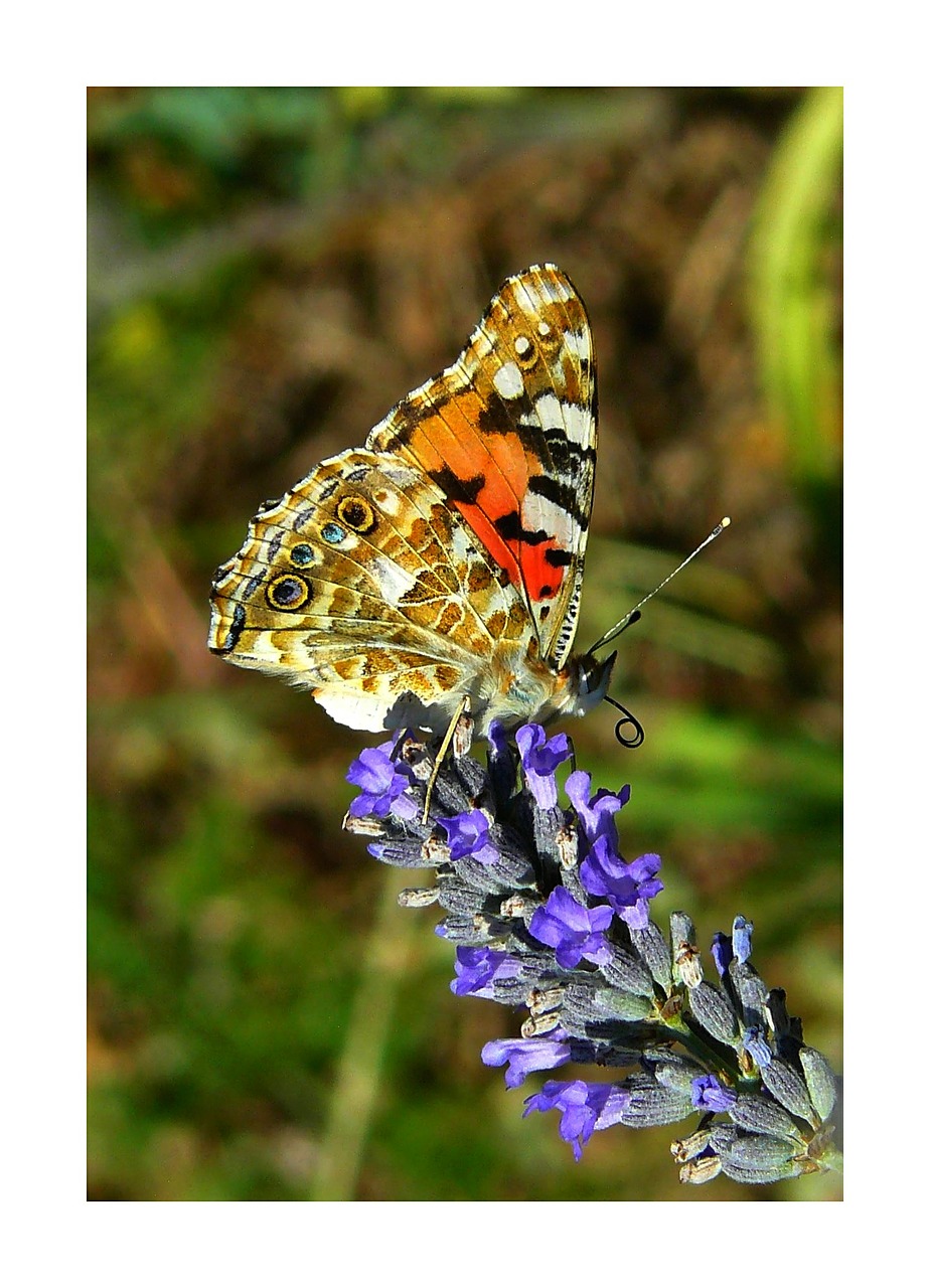 painted lady butterfly butterflies free photo