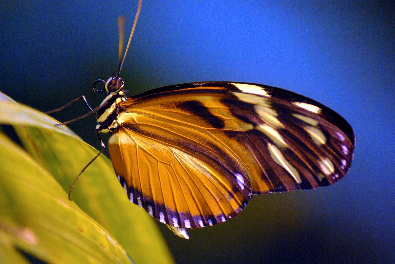 painted lady  butterfly  insect free photo