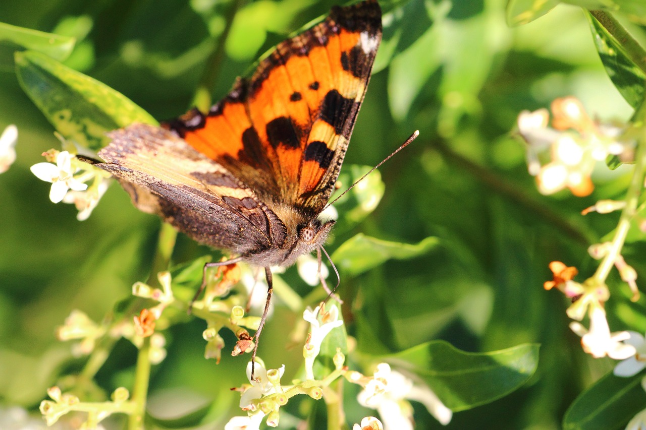 painted lady butterfly nectar free photo