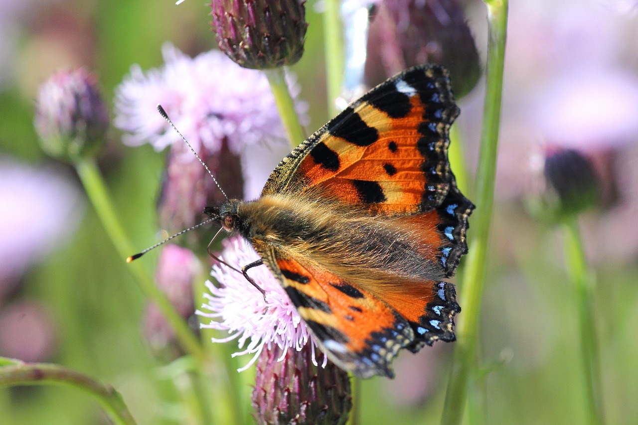 painted lady thistle flower butterfly free photo