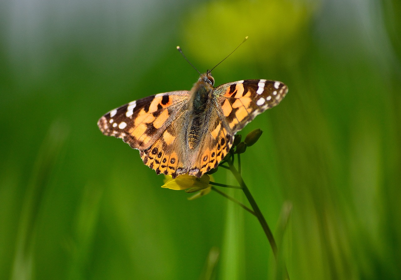 painted lady butterfly butterfly on mustard plant butterfly with green background free photo