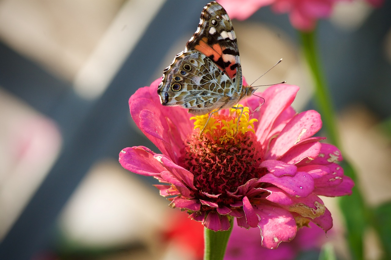 painted lady butterfly butterflies insect free photo