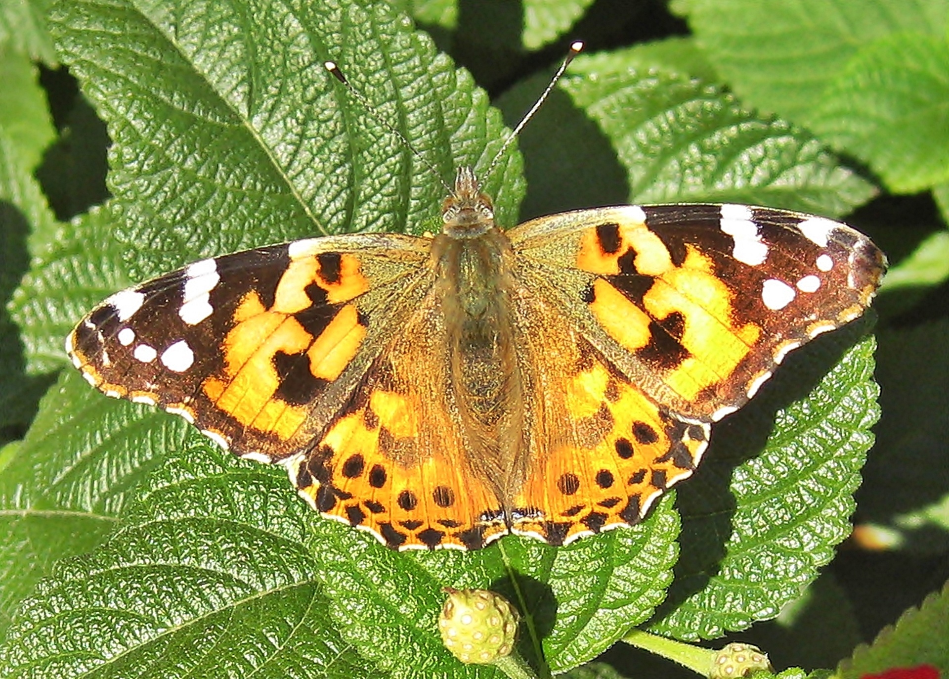 butterfly blight beautiful free photo