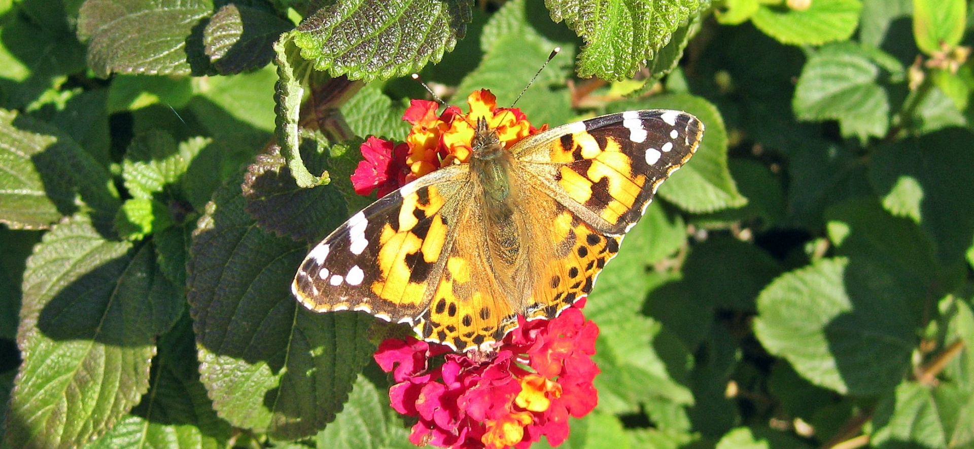 butterfly painted lady insect free photo