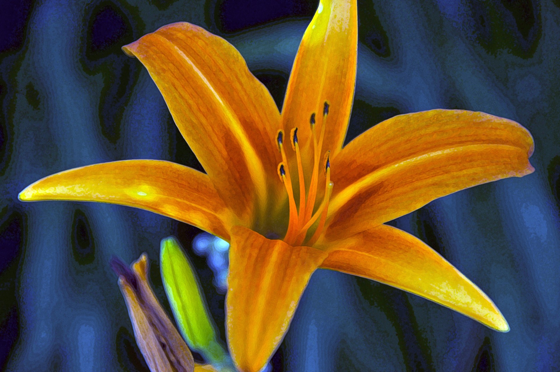 background lily flower free photo