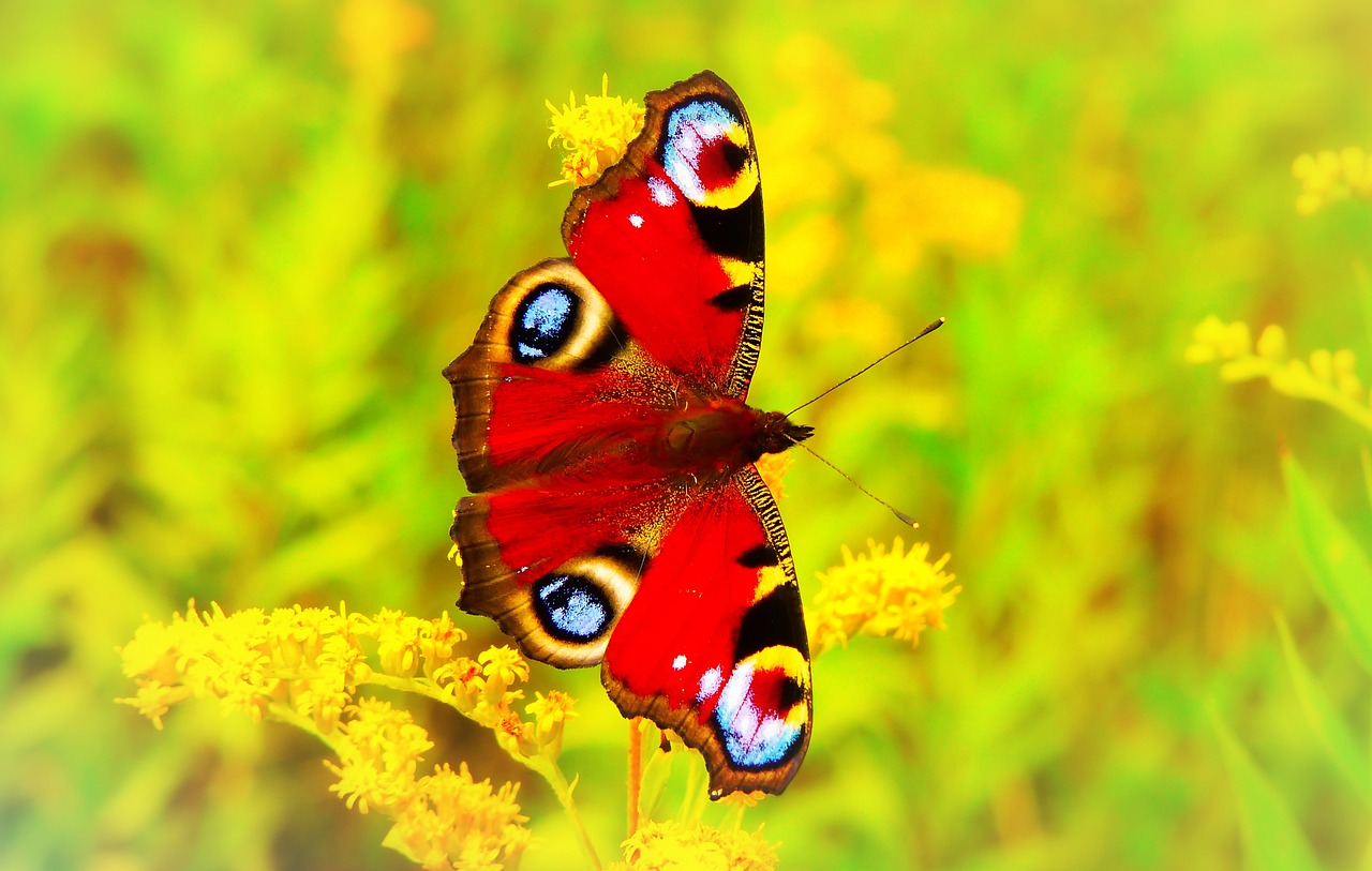 painted peacock  insect  butterfly day free photo