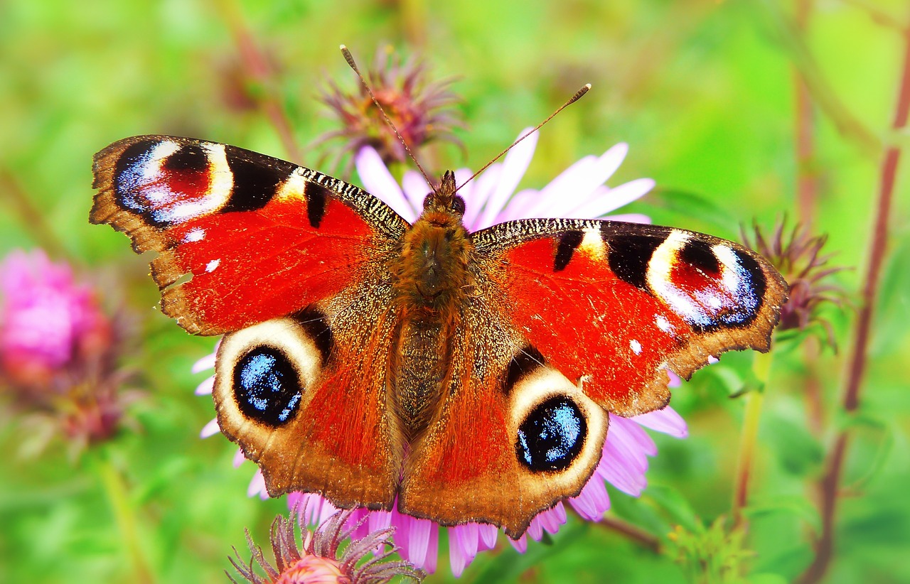 painted peacock  insect  butterfly day free photo