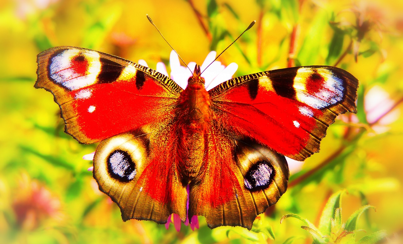 painted peacock  insect  butterfly day free photo