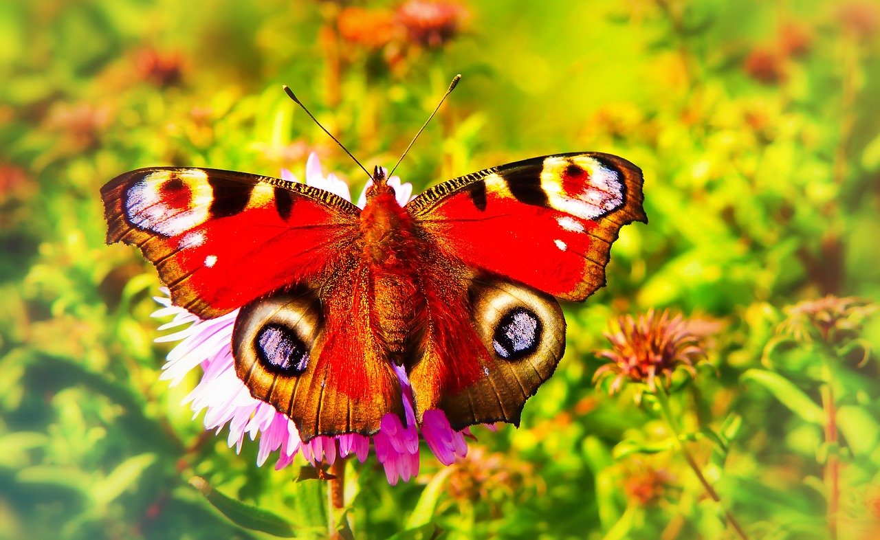 painted peacock  insect  butterfly day free photo