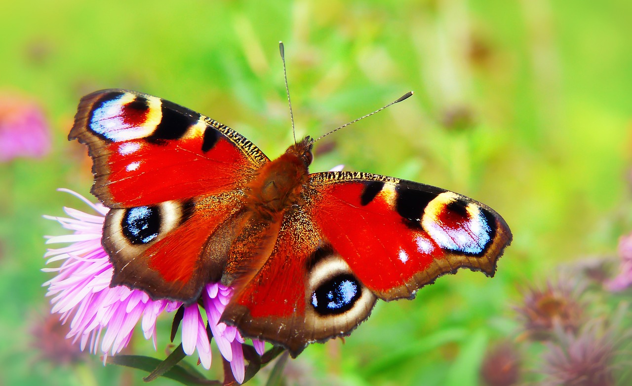 painted peacock  insect  butterfly day free photo