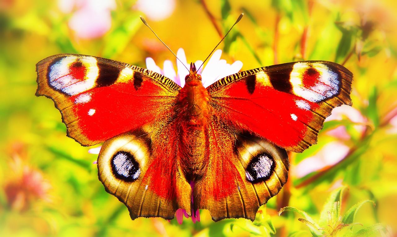 painted peacock  insect  butterfly day free photo