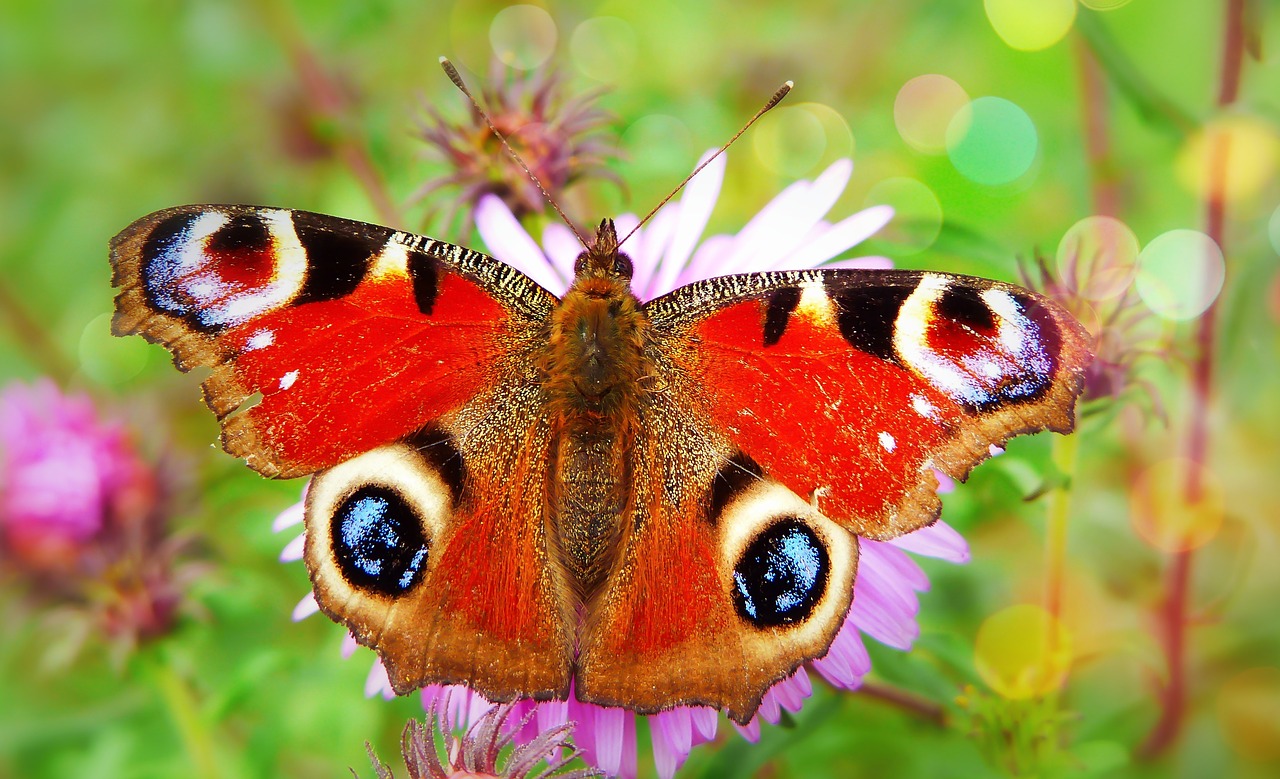 painted peacock  butterfly day  insect free photo