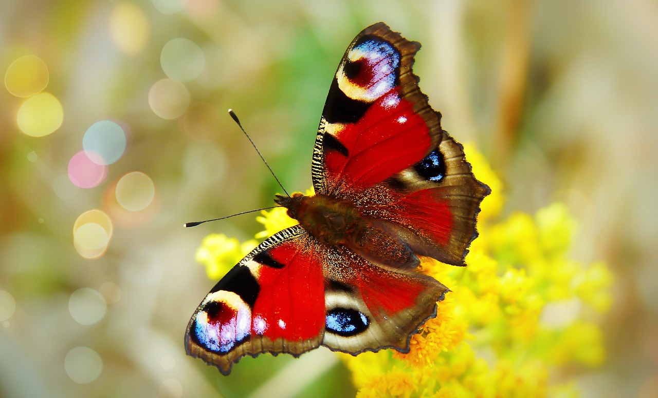 painted peacock  butterfly day  insect free photo