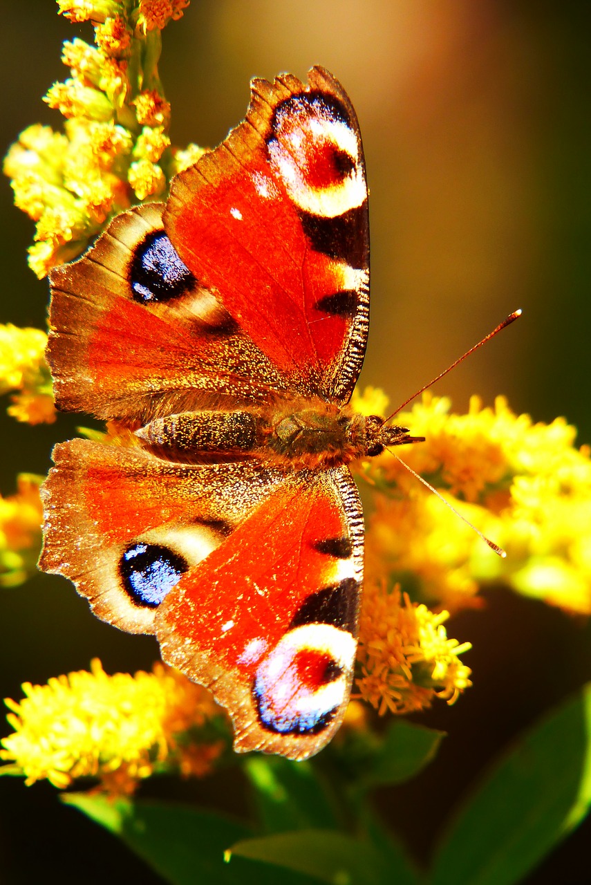 painted peacock  butterfly day  antennae free photo