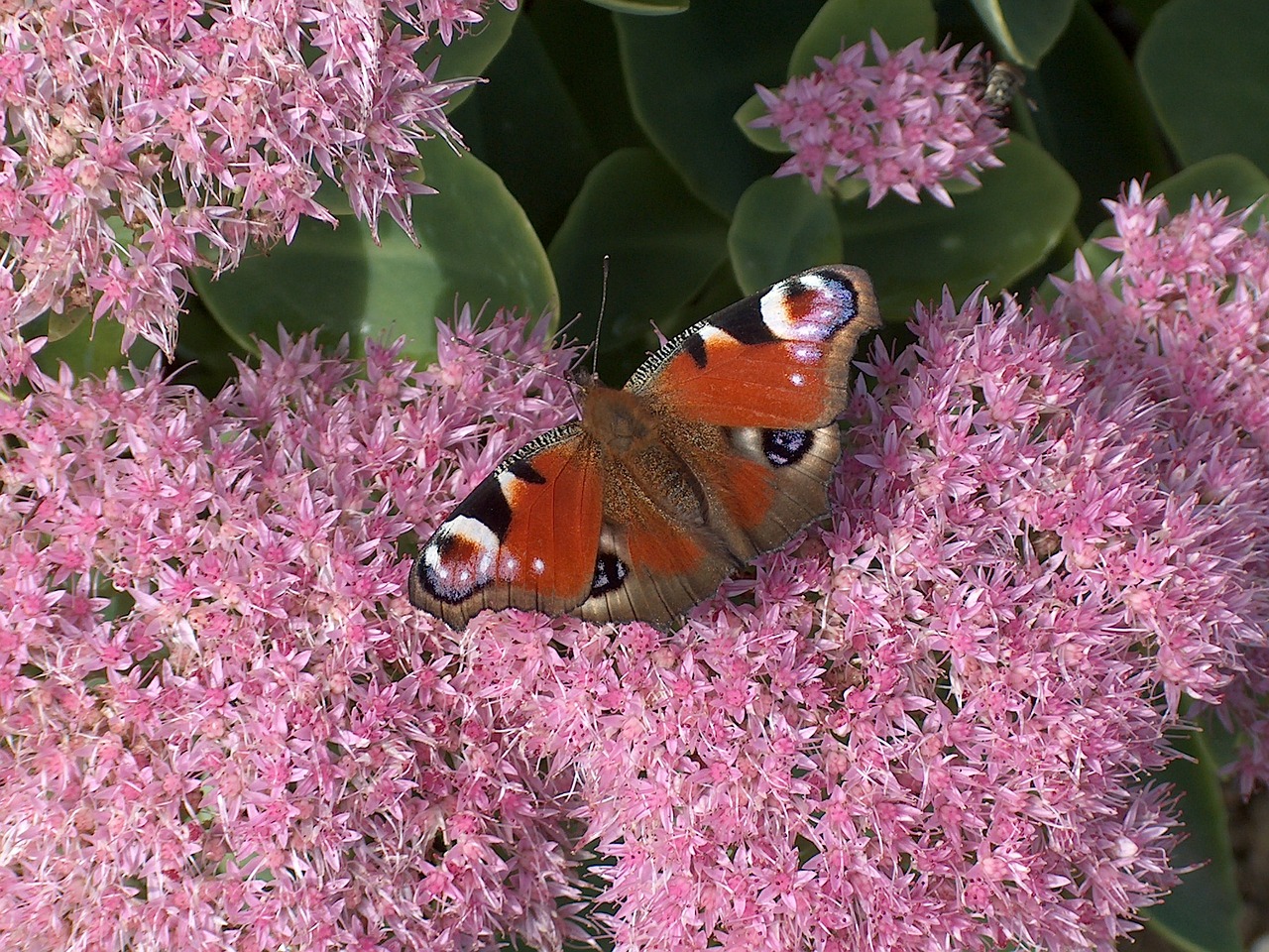 painted peacock sedum butterfly free photo