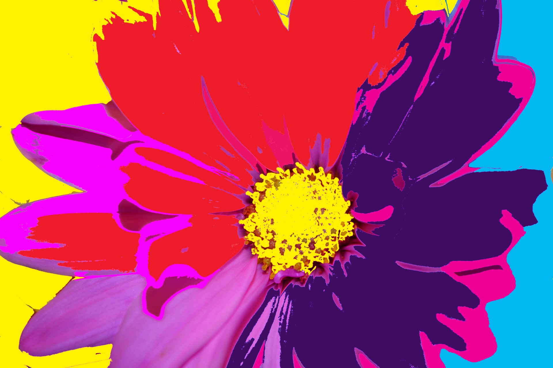 colorful background flowers free photo