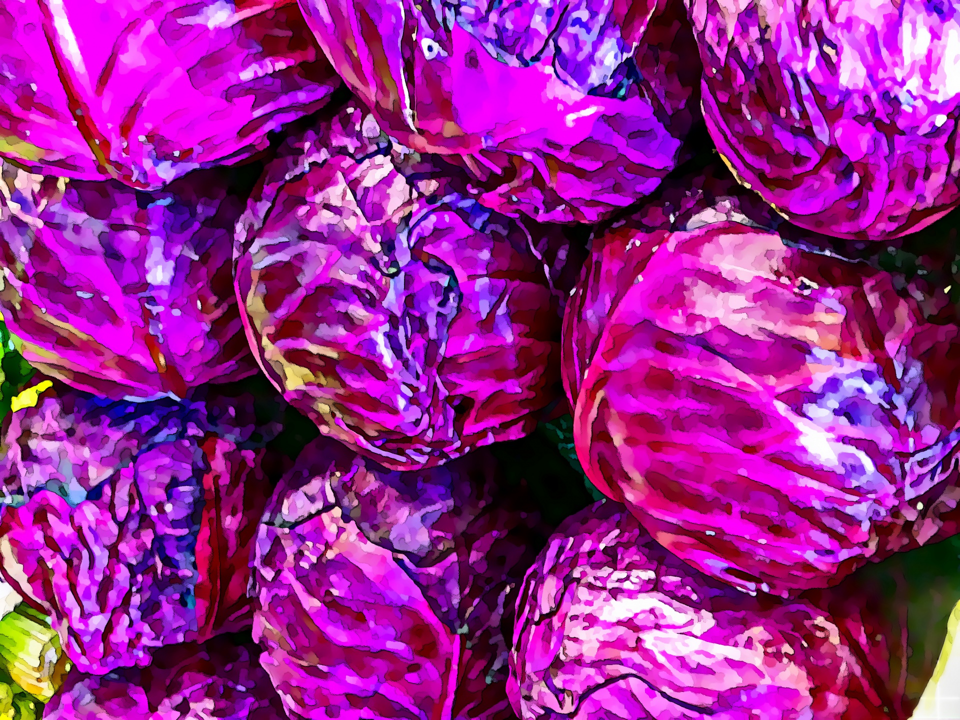cabbage cabbages red cabbage free photo