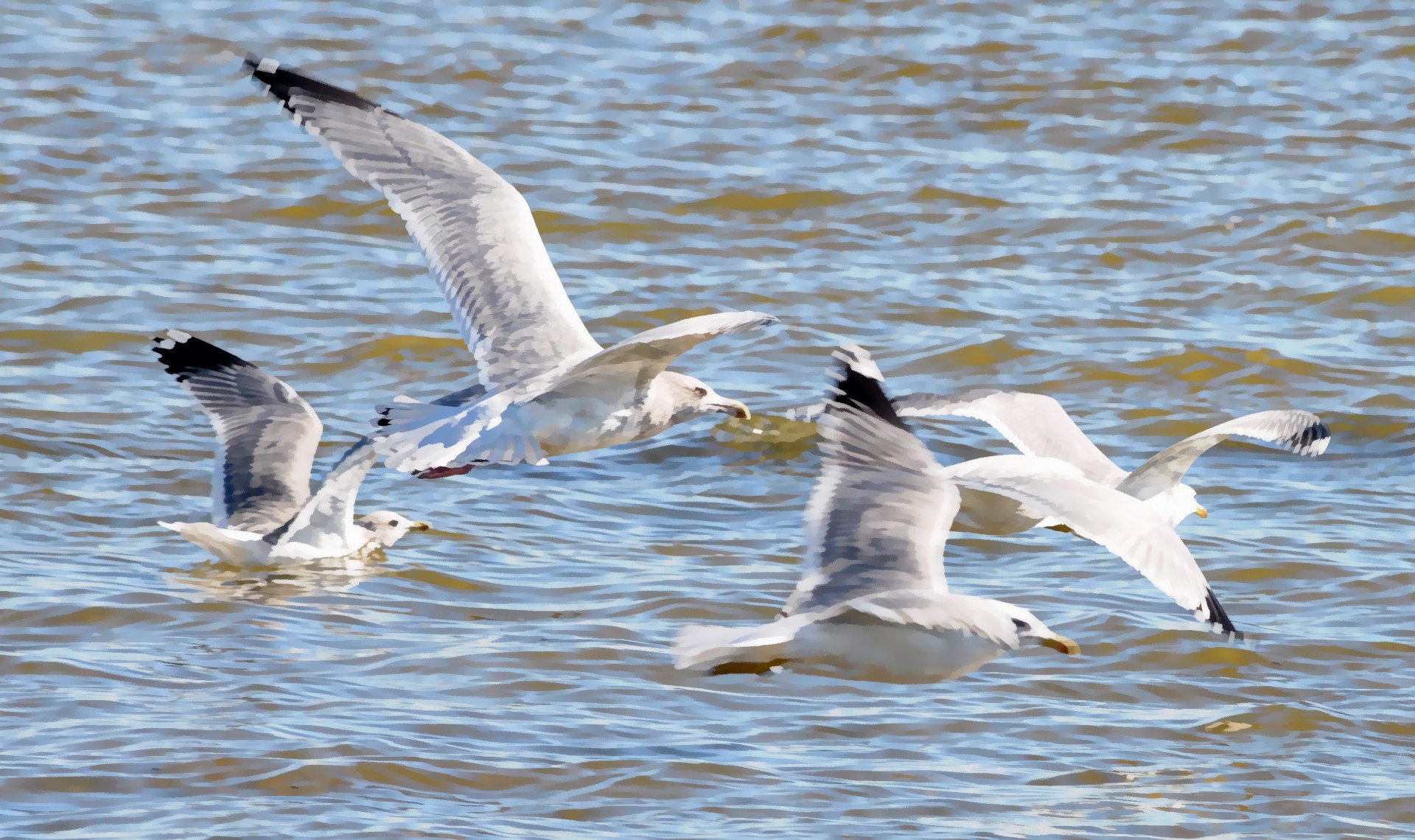 seagull sea gulls ocean free photo