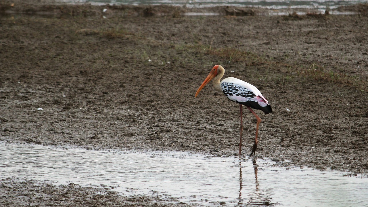 painted stork  stork  kerala free photo