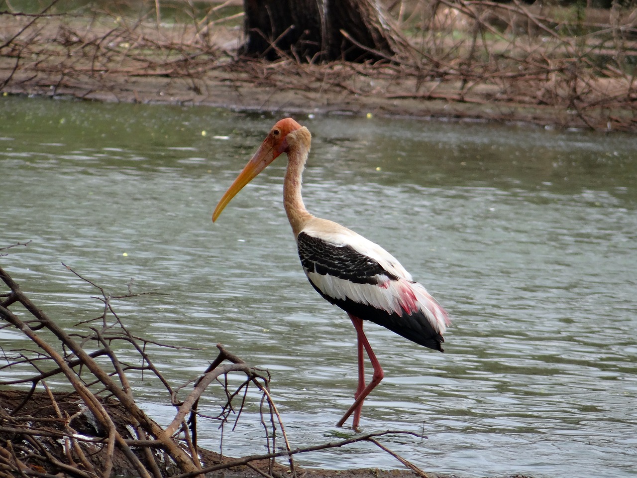 painted stork stork bird free photo