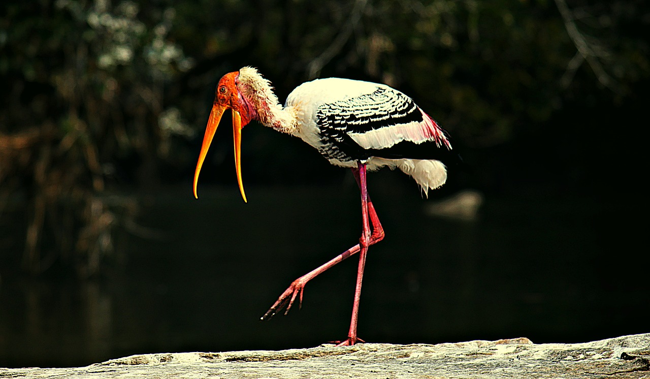 painted storks  bird  stork free photo