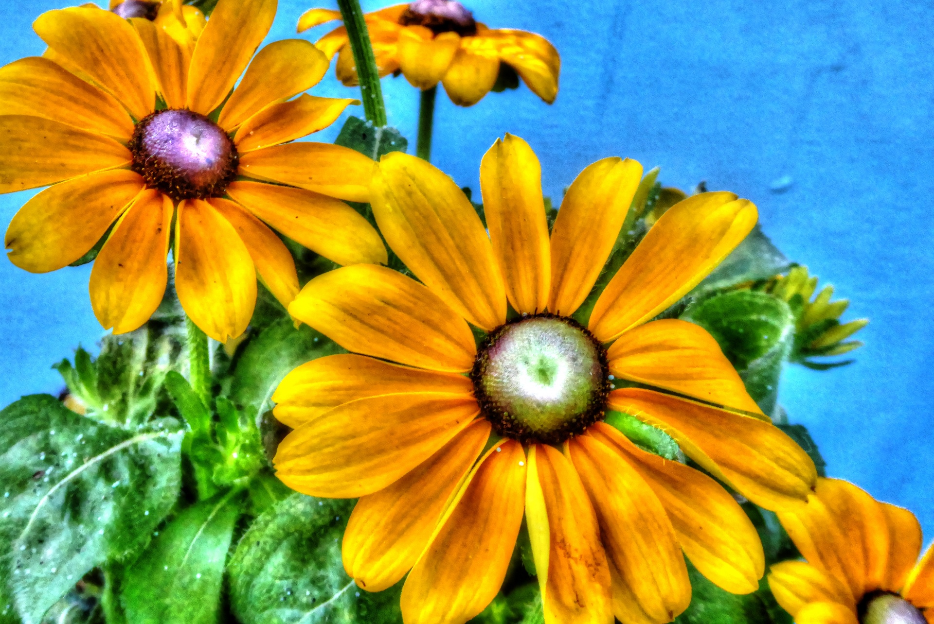 sunflower sunflowers yellow free photo