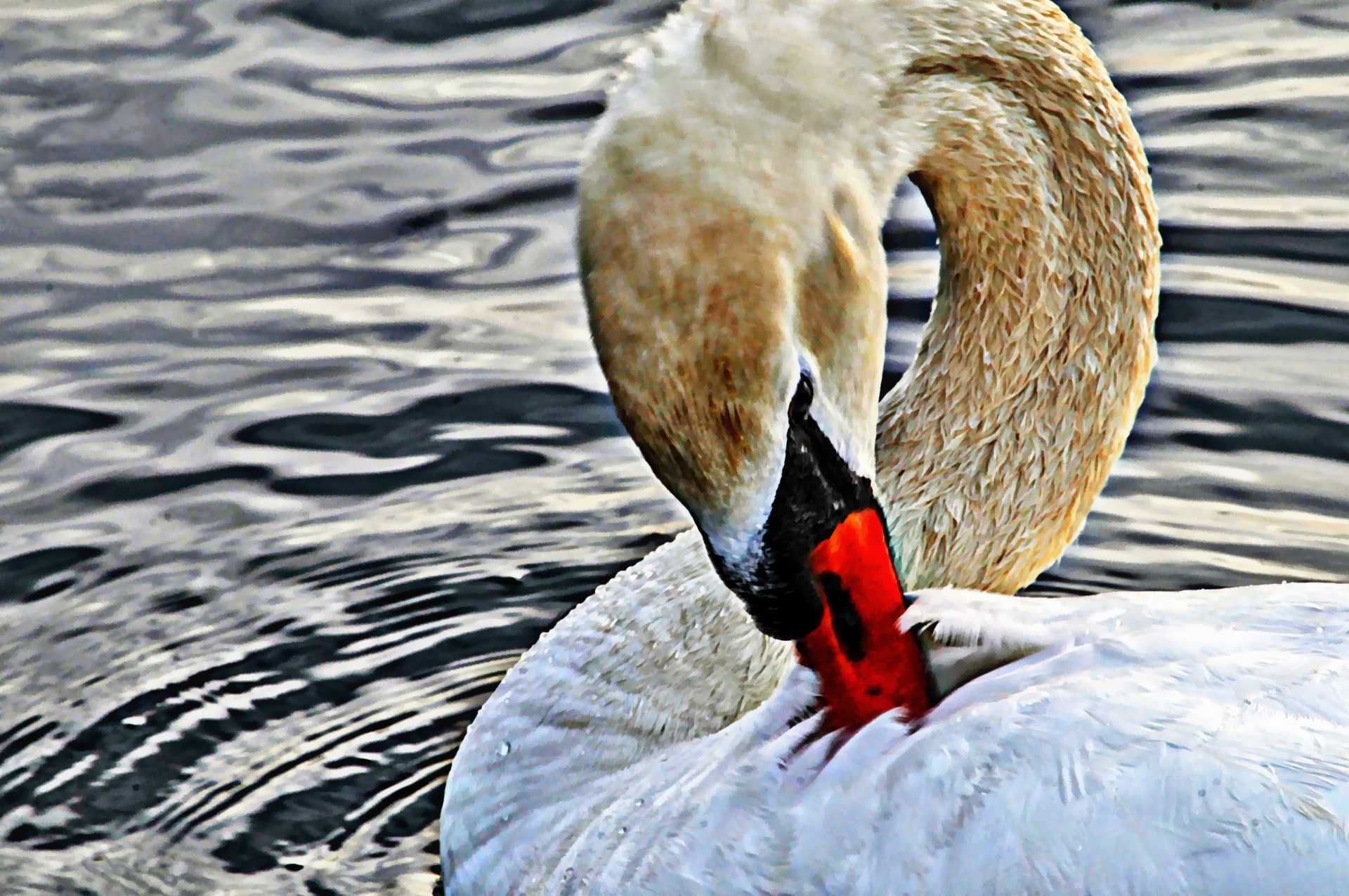 swan swans bird free photo