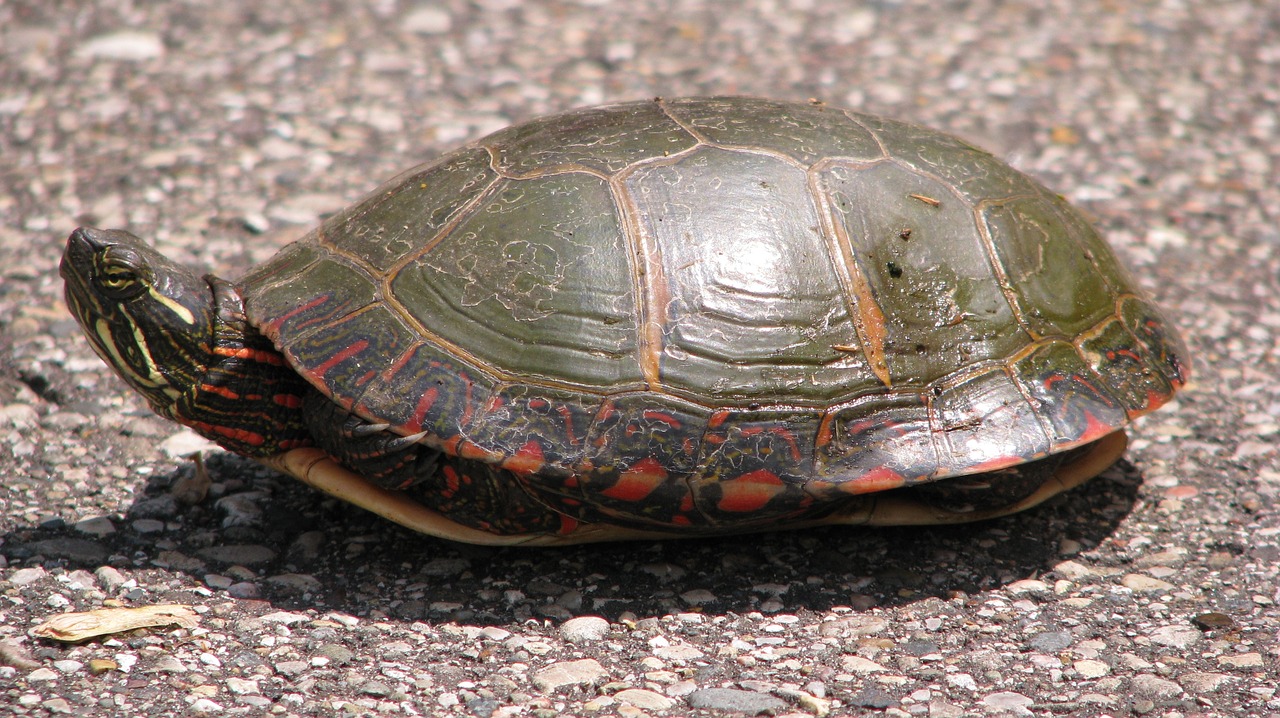 painted turtle turtle shell free photo