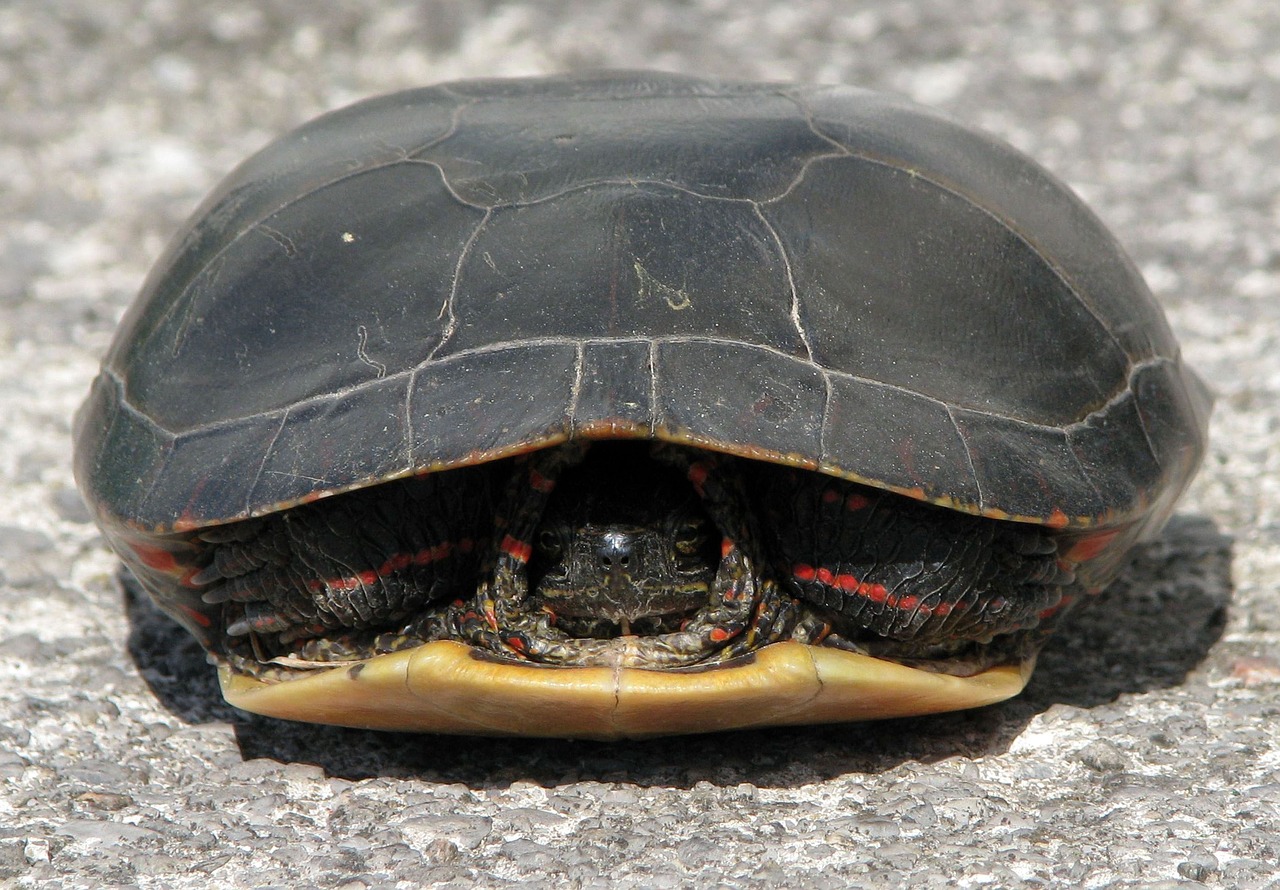 painted turtle chrysemys picta withdrawn free photo