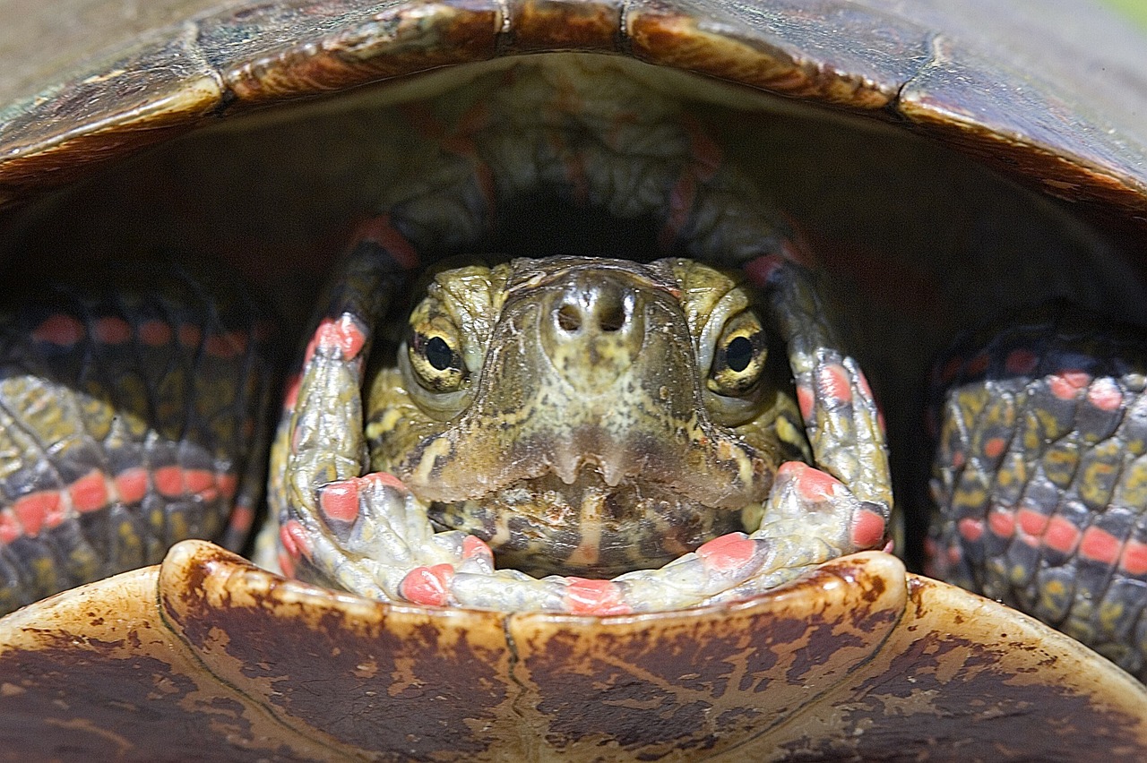 painted turtle portrait reptile free photo