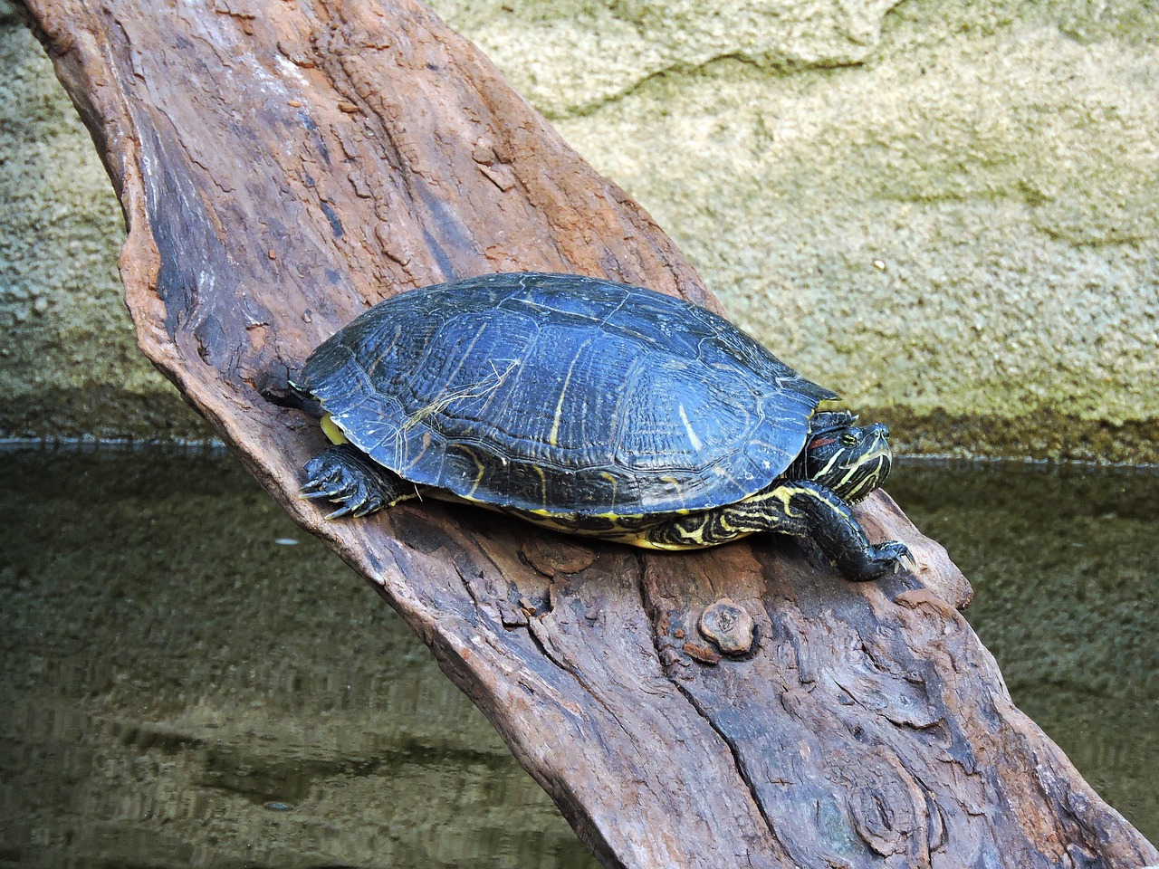 painted turtle turtle painted-turtle free photo