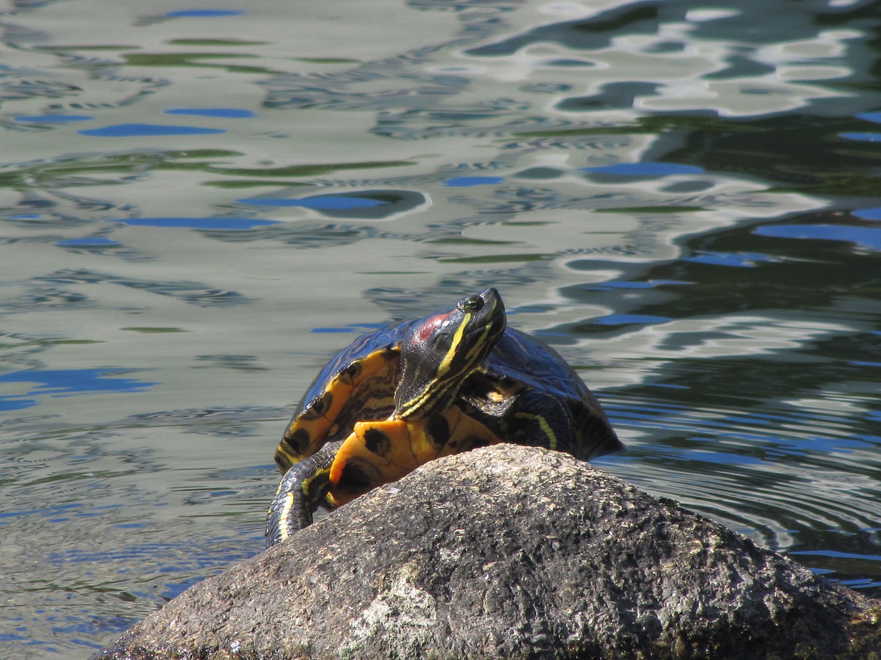 painted turtle pond rock free photo