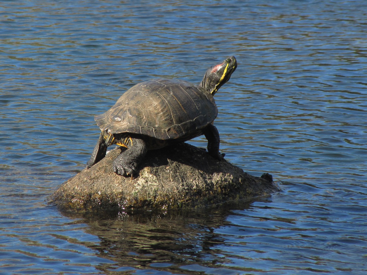 painted turtle boulder pond free photo
