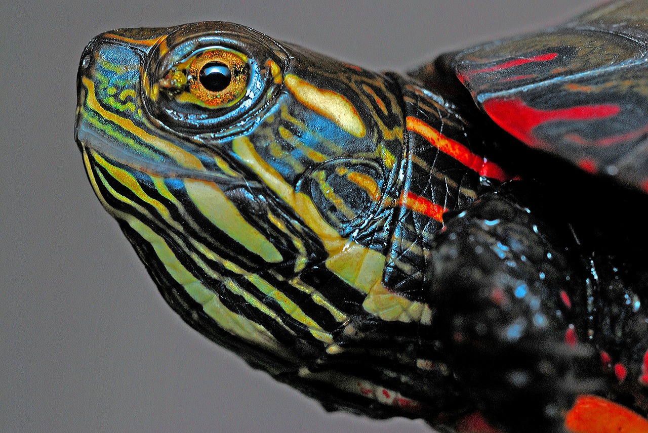 painted turtle turtle macro free photo