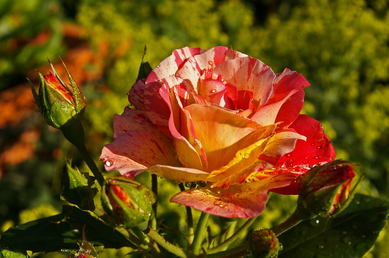 painter rose bicolor rose blossom free photo