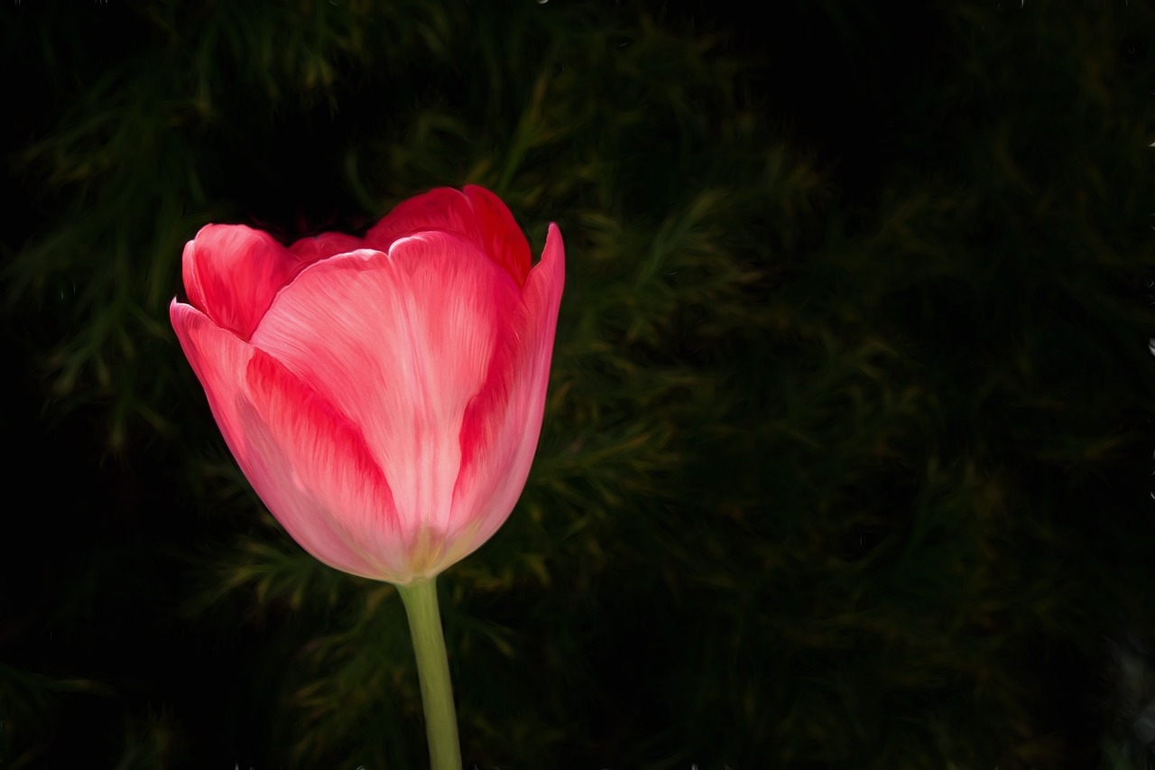 painting image tulip free photo