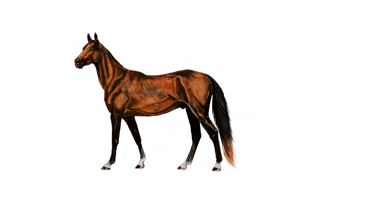 painting digital artwork horse free photo