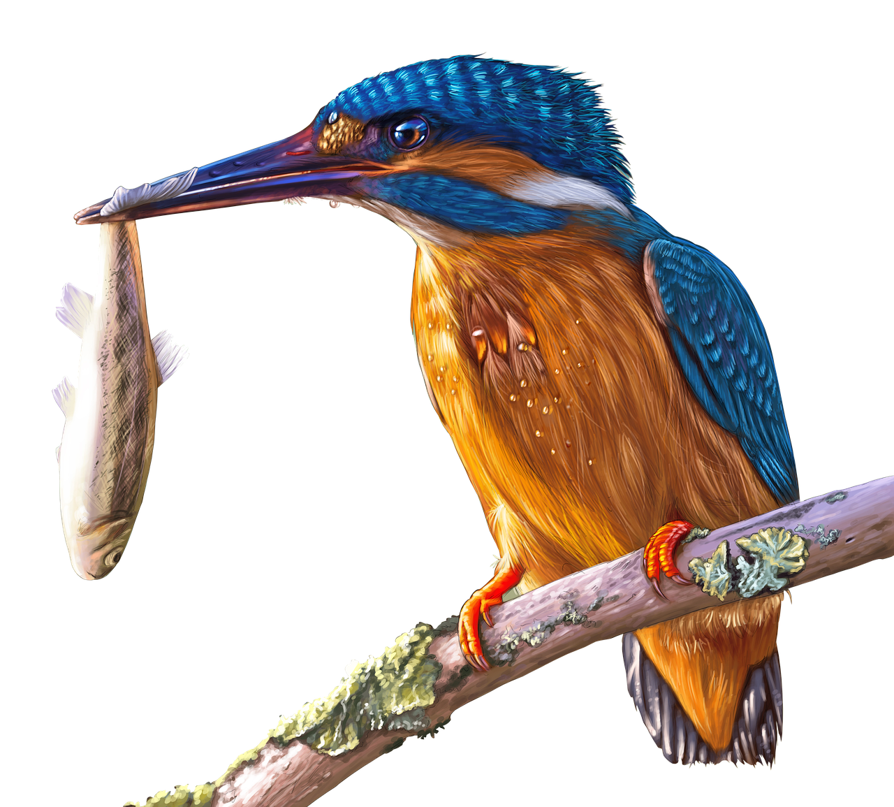 painting kingfisher bird free photo