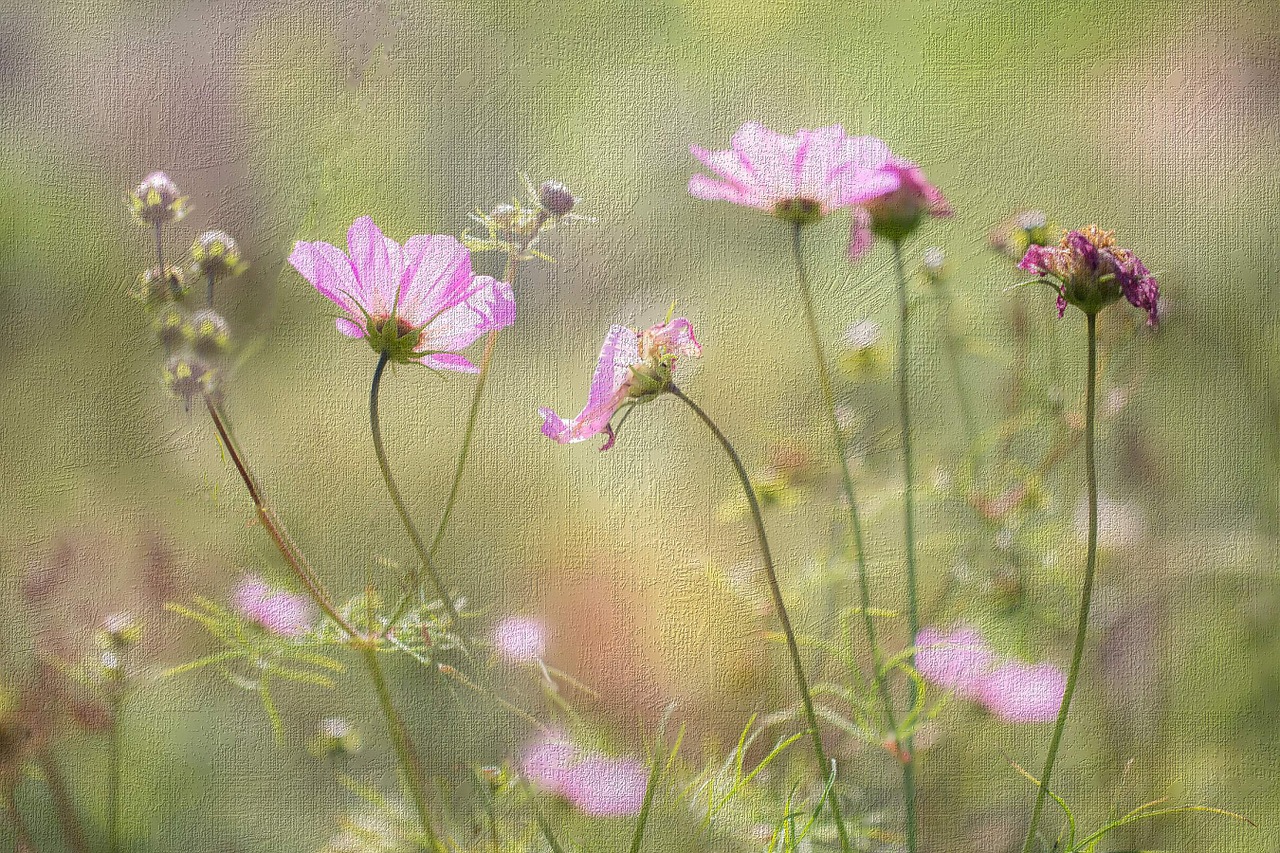 painting flowers cosmos free photo