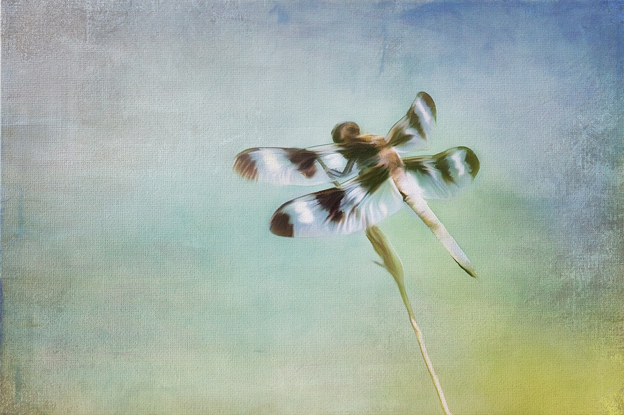 painting dragon fly nature free photo