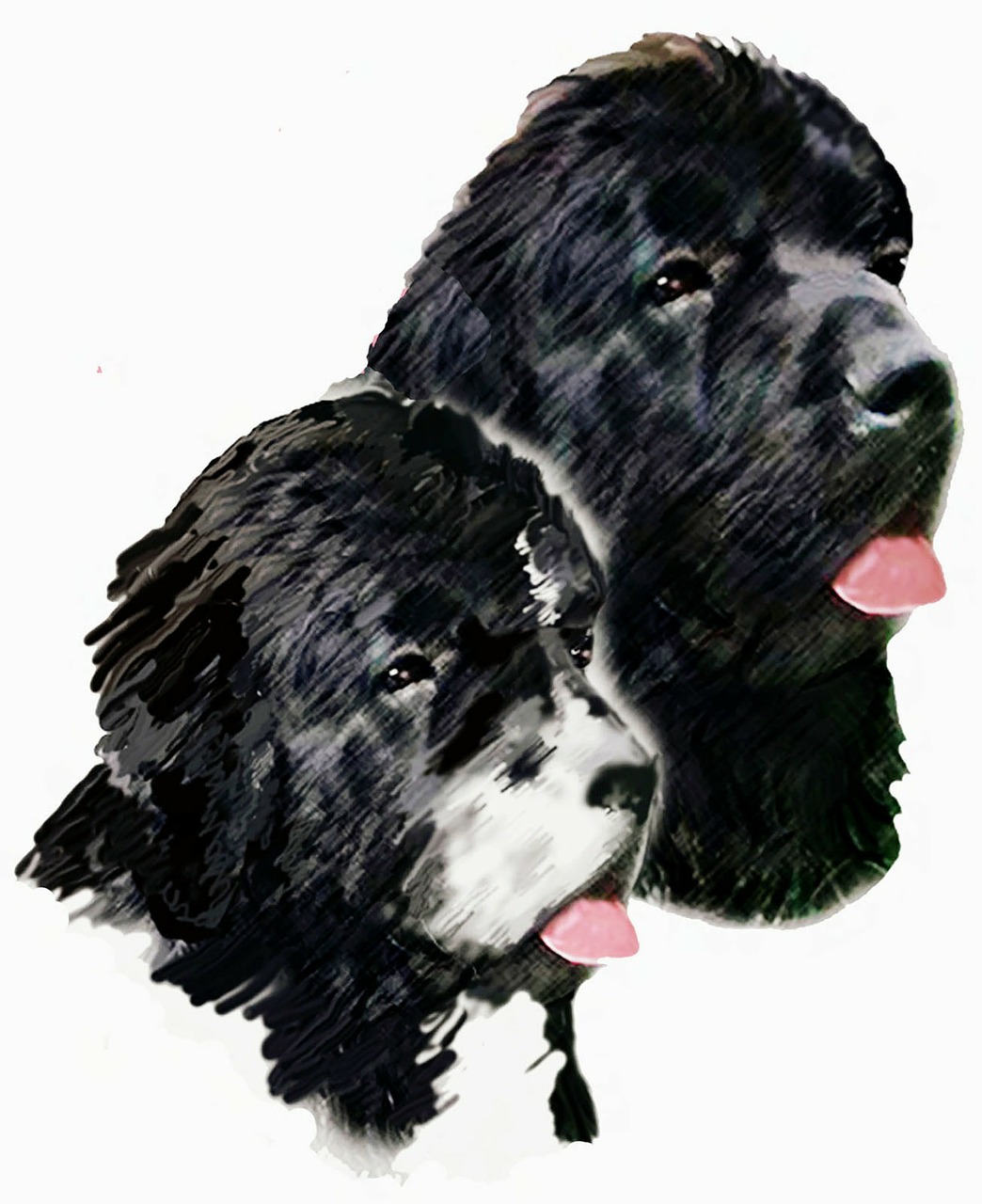 painting dogs newfoundland dogs free photo