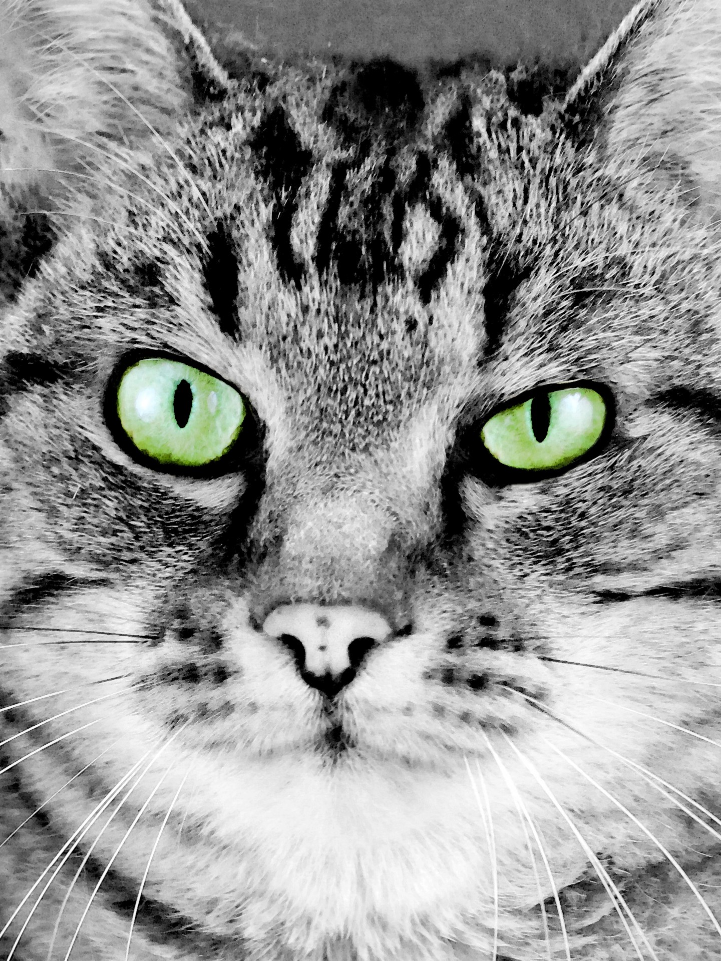 cat cat's face portrait free photo