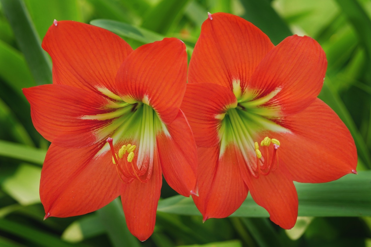 pair  daylily  orange red day-lily free photo