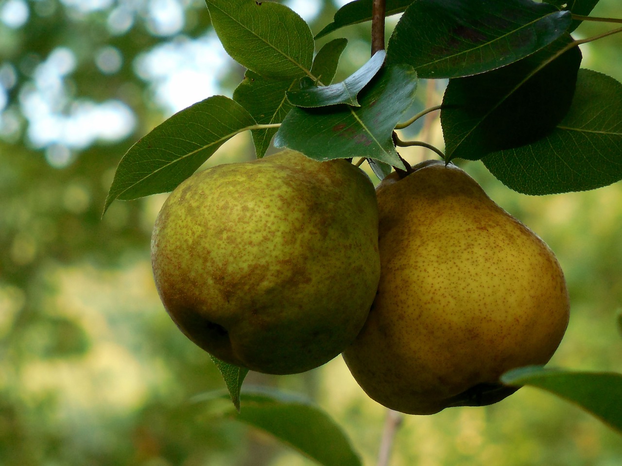 pair pears two free photo