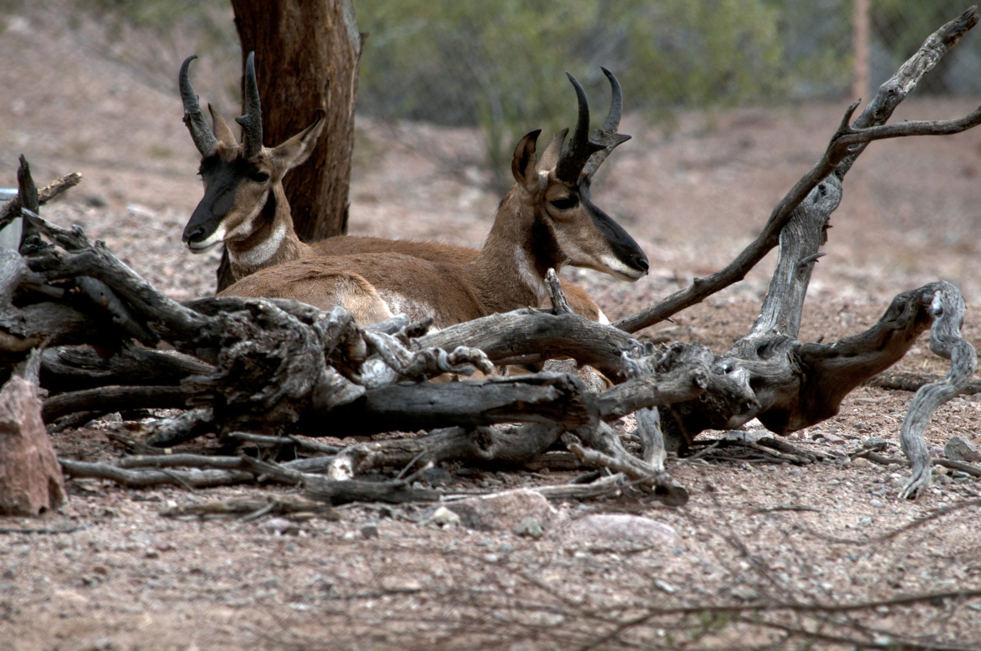 antelope arabian oryx oryx free photo