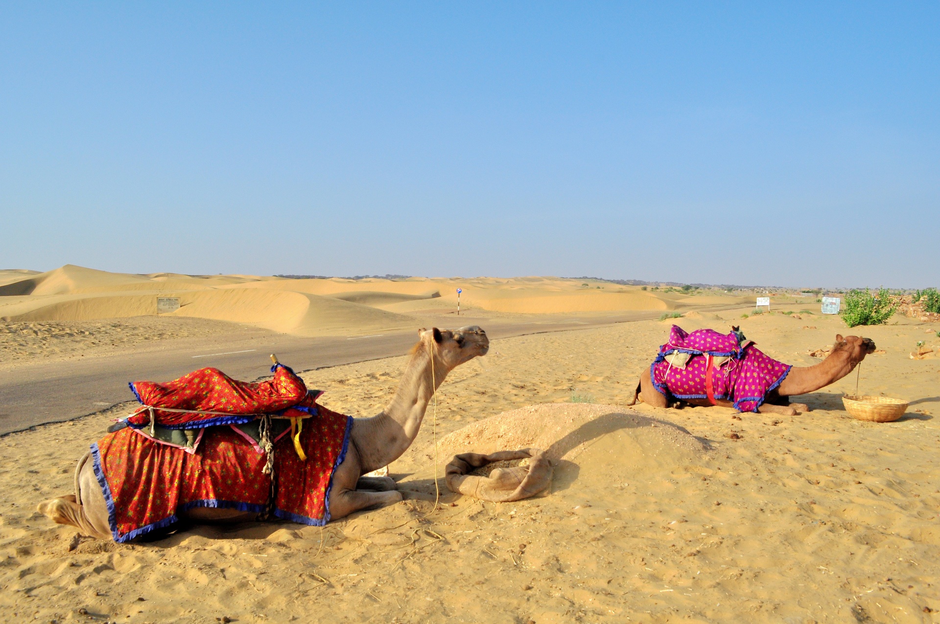 animal camel sand free photo