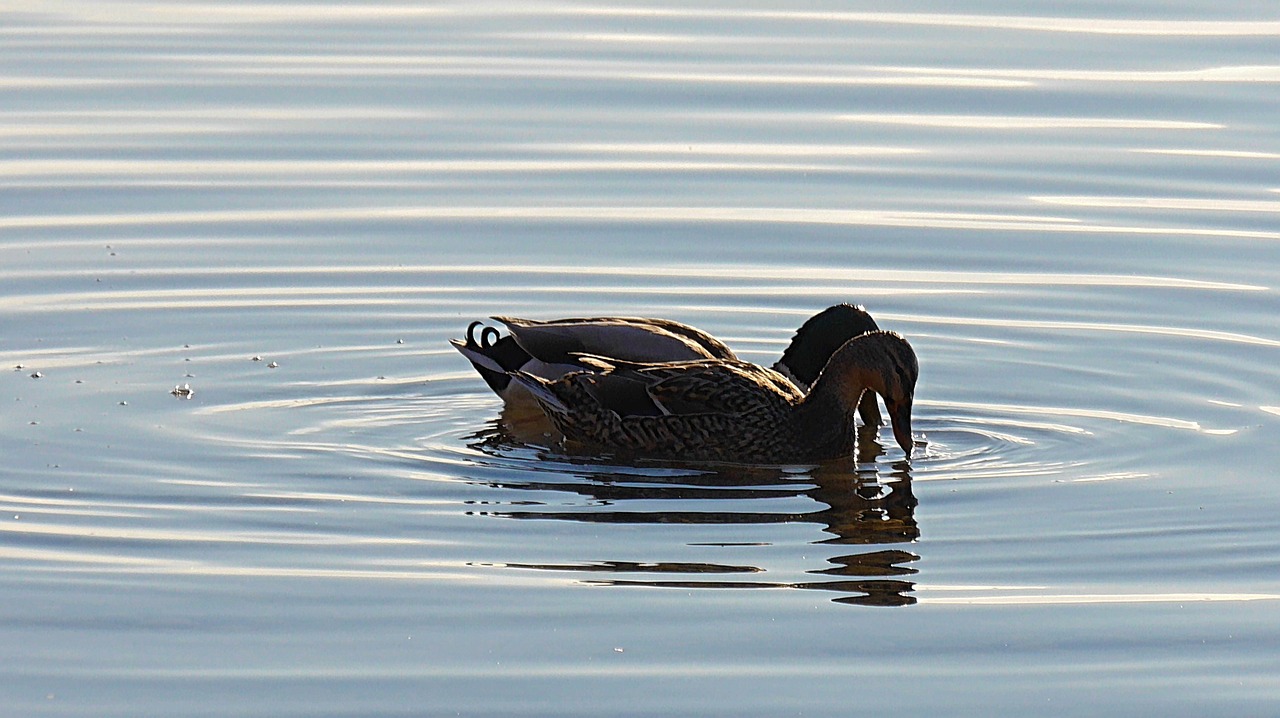 pair of ducks ducks aquatic animal free photo