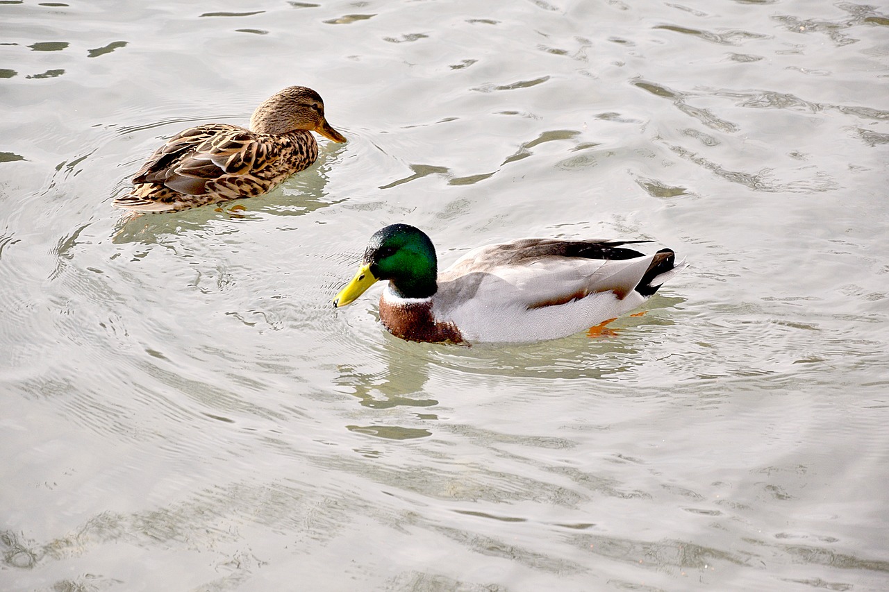 pair of ducks lovers pond free photo