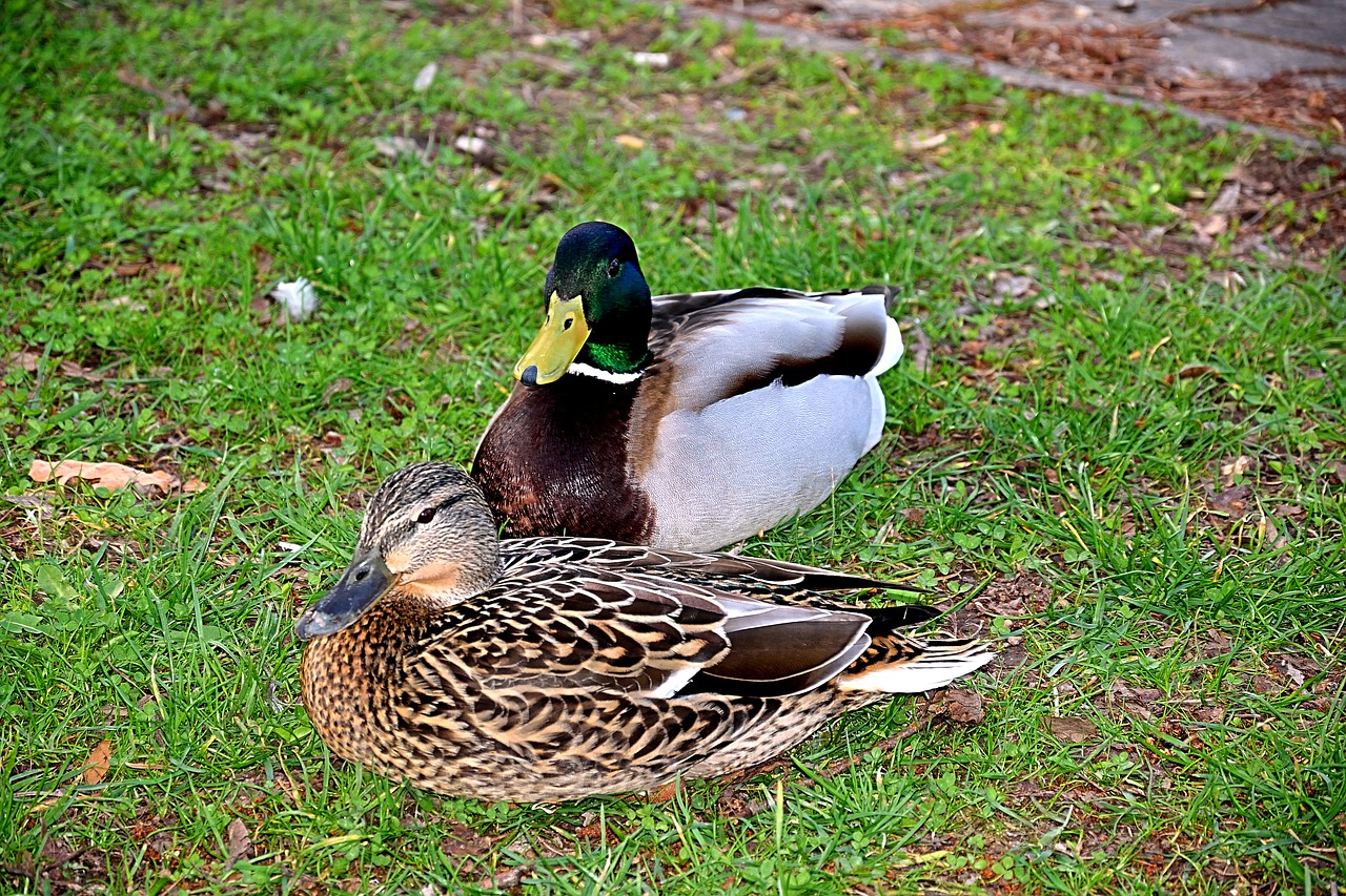pair of ducks spring lovers free photo